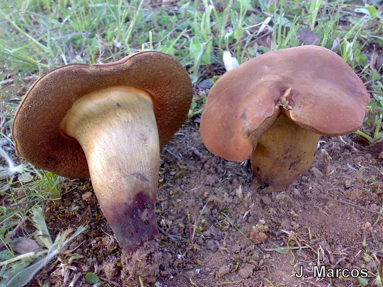 Boletus queletii????